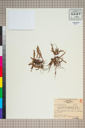 <a href="https://brmas.openmuseum.tw/muse/digi_object/4ae7bc18ac8f5ba482c46da31b65abec" target="_blank">中國石葦／中央研究院生物多樣性研究博物館植物標本館 (HAST)</a>