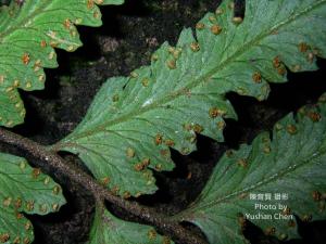 <a href="https://taieol.tw/muse/digi_object/90a76160d1878ee0ff8aa4056df2c94f" target="_blank">臺北鱗蓋蕨／By：陳育賢／陳育賢</a>