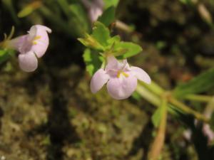 <a href="https://taieol.tw/muse/digi_object/061a2e37b0ef94d3226e6d74c9bc008a" target="_blank">泥花草／By：chiuluan／iNaturalist</a>