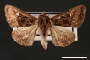 <a href="https://fact.tfri.gov.tw/muse/digi_object/81ad599209da607c07a0f92c764c0964" target="_blank">Euplexia pali／林業試驗所昆蟲標本館</a>