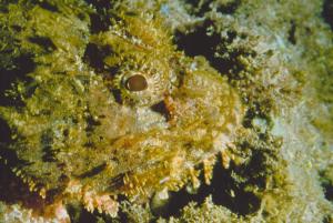 <a href="https://fishdb.sinica.edu.tw/muse/digi_object/922dbce97b54b449e59347724594e5db" target="_blank">Scorpaenopsis cirrosa@fishdb-media-4081／魚類生態與演化研究室</a>