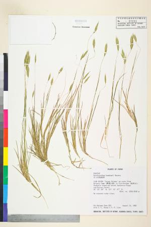 <a href="https://brmas.openmuseum.tw/muse/digi_object/4b34f4b6819eb850cbf54ab17d49be24" target="_blank">川上短柄草／中央研究院生物多樣性研究博物館植物標本館 (HAST)</a>