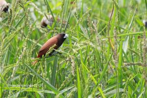 <a href="https://taieol.tw/muse/digi_object/89929b1db042a4b99e3898467f1ccccc" target="_blank">黑頭文鳥／By：陳添財／臺灣物種名錄(TaiCOL)</a>