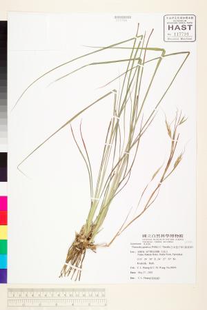 <a href="https://brmas.openmuseum.tw/muse/digi_object/4b6457b5f0ad7fd141fb94603714eea0" target="_blank">日本苞子草（黃背草）／中央研究院生物多樣性研究博物館植物標本館 (HAST)</a>