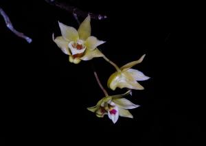<a href="https://taieol.tw/muse/digi_object/d3bab2a9d23ea23165c4e963db14bc5d" target="_blank">黃花石斛／By：copyboy／iNaturalist</a>