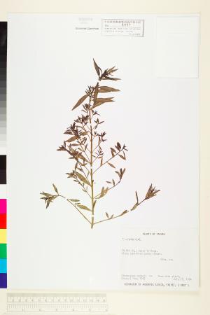 <a href="https://brmas.openmuseum.tw/muse/digi_object/4b70e83b75c48765ab76e23126581157" target="_blank">千屈菜科／中央研究院生物多樣性研究博物館植物標本館 (HAST)</a>