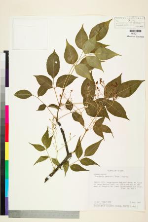 <a href="https://brmas.openmuseum.tw/muse/digi_object/4b86a4a9fabc6997c8c8d138cc9c8d0a" target="_blank">野鴨椿／中央研究院生物多樣性研究博物館植物標本館 (HAST)</a>