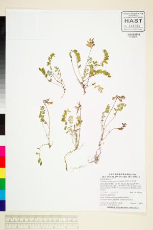 <a href="https://brmas.openmuseum.tw/muse/digi_object/4b8739d533e13609c180f2f25aab316a" target="_blank">南湖大山紫雲英／中央研究院生物多樣性研究博物館植物標本館 (HAST)</a>