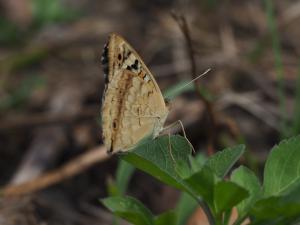 <a href="https://taieol.tw/muse/digi_object/61e3012806f9d3b61e7003714827d329" target="_blank">青眼蛺蝶／By：leaf0605／iNaturalist</a>