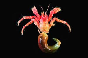 <a href="https://taieol.tw/muse/digi_object/00fa6a73da225117241ebddb993e15f9" target="_blank">道氏長眼寄居蟹／By：Teng-Wei Wang／臺灣物種名錄(TaiCOL)</a>