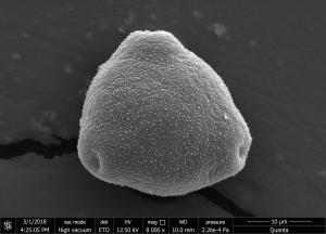 <a href="https://ntm-naturearchive.openmuseum.tw/muse/digi_object/5cb1c5d003496397196cc5829f1ba0d3" target="_blank">木麻黃／國立臺灣博物館</a>