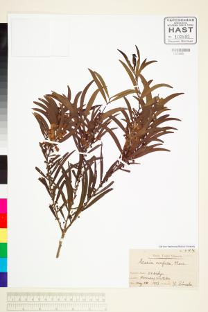 <a href="https://brmas.openmuseum.tw/muse/digi_object/4b97058fcf327a01045ce028e5730b3e" target="_blank">相思樹／中央研究院生物多樣性研究博物館植物標本館 (HAST)</a>