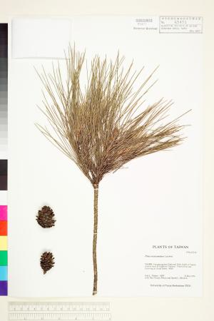 <a href="https://brmas.openmuseum.tw/muse/digi_object/4b9f80a162efbc3da7eb9a558f33806e" target="_blank">馬尾松／中央研究院生物多樣性研究博物館植物標本館 (HAST)</a>