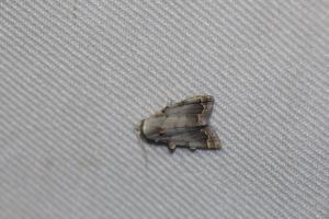 <a href="https://taieol.tw/muse/digi_object/b960dc2b41ac34506ca29d1b9e90b963" target="_blank">Nola marginata／By：nidhogg／iNaturalist</a>