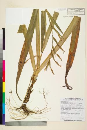 <a href="https://brmas.openmuseum.tw/muse/digi_object/4ba8e39c5041b716863def6dc6f0a9c7" target="_blank">台灣鳶尾／中央研究院生物多樣性研究博物館植物標本館 (HAST)</a>