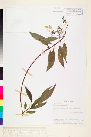 <a href="https://brmas.openmuseum.tw/muse/digi_object/4bac09676515ae6d94eb9c1570d26906" target="_blank">狹瓣八仙花／中央研究院生物多樣性研究博物館植物標本館 (HAST)</a>