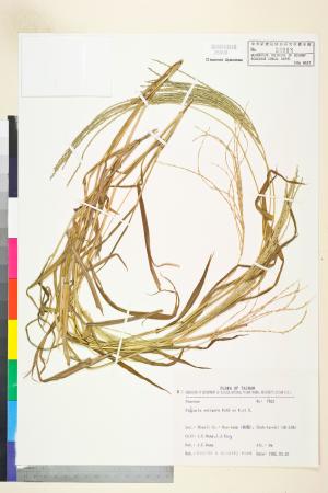 <a href="https://brmas.openmuseum.tw/muse/digi_object/4bac9e348382369954e8b57dc531ae13" target="_blank">短穎馬唐／中央研究院生物多樣性研究博物館植物標本館 (HAST)</a>