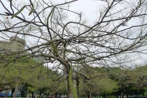 <a href="https://taieol.tw/muse/digi_object/9049816eb82aecb8d21d71723002a096" target="_blank">鳳凰木／By：Hsiengan Huang／臺灣物種名錄(TaiCOL)</a>