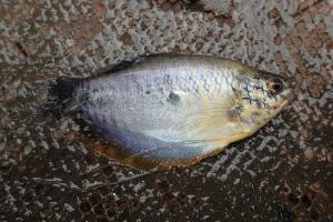 <a href="https://taieol.tw/muse/digi_object/e3a5802a9c3166ebeb98f69e176aeb78" target="_blank">絲鰭毛足鬥魚／By：sdyaung／iNaturalist</a>