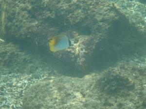 <a href="https://taieol.tw/muse/digi_object/dcbc2a007d97a54b3f4614a89e5b8341" target="_blank">揚旛蝴蝶魚／By：sdyaung／iNaturalist</a>