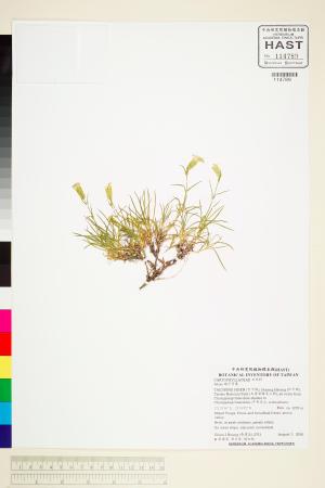 <a href="https://brmas.openmuseum.tw/muse/digi_object/4bdd280ebd78770e28d04121b0cd501e" target="_blank">蠅子草屬／中央研究院生物多樣性研究博物館植物標本館 (HAST)</a>