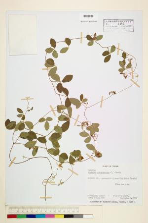 <a href="https://brmas.openmuseum.tw/muse/digi_object/4be3758a7f28a46abcd785949323e3b1" target="_blank">蔓蟲豆／中央研究院生物多樣性研究博物館植物標本館 (HAST)</a>