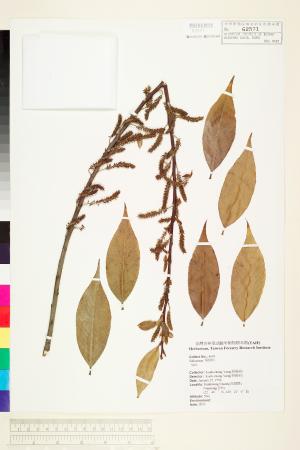 <a href="https://brmas.openmuseum.tw/muse/digi_object/4be45f3d367efbe7a276f9dedab5de65" target="_blank">柳屬／中央研究院生物多樣性研究博物館植物標本館 (HAST)</a>