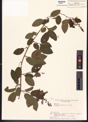 <a href="https://brmas.openmuseum.tw/muse/digi_object/4bf6c419c3d75fe1b03feecf6c60e00b" target="_blank">Berchemia racemosa／中央研究院生物多樣性研究博物館植物標本館 (HAST)</a>