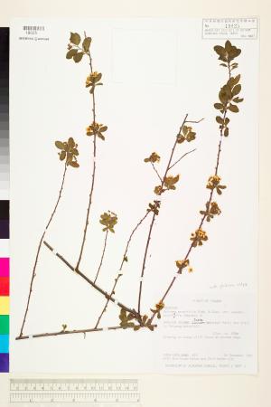 <a href="https://brmas.openmuseum.tw/muse/digi_object/4bf84b1bd6819cb5f1f034687b0afb45" target="_blank">笑靨花／中央研究院生物多樣性研究博物館植物標本館 (HAST)</a>