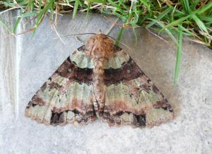 <a href="https://taieol.tw/muse/digi_object/2ee5ea90867fae51f0f2e5da1b4f33dc" target="_blank">Hypersypnoides quadrinotata／By：remco／iNaturalist</a>
