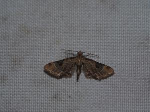 <a href="https://taieol.tw/muse/digi_object/a37eb694138d269881725969e3ef845e" target="_blank">Mesoptila melanolopha／By：max822／iNaturalist</a>