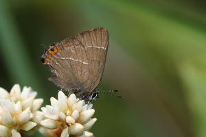 Satyrium inouei 