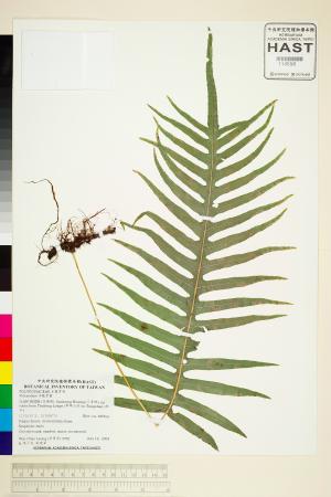 <a href="https://brmas.openmuseum.tw/muse/digi_object/4c141e5eafe4c3bee9ff69ead5218351" target="_blank">水龍骨屬／中央研究院生物多樣性研究博物館植物標本館 (HAST)</a>