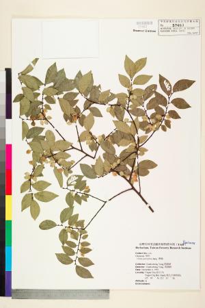<a href="https://brmas.openmuseum.tw/muse/digi_object/4c1487db9793354ae0713ebf16ee8fa7" target="_blank">榔榆(紅雞油)／中央研究院生物多樣性研究博物館植物標本館 (HAST)</a>