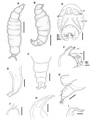 Strepus elongatus_雌.jpg