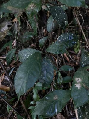 <a href="https://taieol.tw/muse/digi_object/03f0f6939f77b3be55b8c759ba68b802" target="_blank">九丁榕／By：formosana／iNaturalist</a>