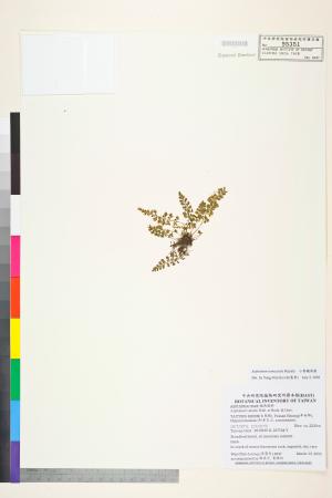 <a href="https://brmas.openmuseum.tw/muse/digi_object/4c36f73e28e330b65a8bcca080b7a293" target="_blank">小葉鐵角蕨／中央研究院生物多樣性研究博物館植物標本館 (HAST)</a>