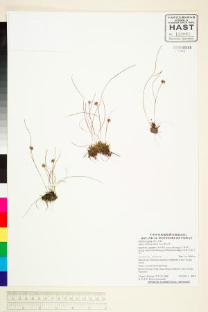 <a href="https://brmas.openmuseum.tw/muse/digi_object/4c4d5abf6f216dc2bc77992e0fefbeb6" target="_blank">玉山燈心草／中央研究院生物多樣性研究博物館植物標本館 (HAST)</a>
