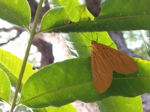 <a href="https://taieol.tw/muse/digi_object/1a098da8dd36f20df07ae5cfa0cbd7ab" target="_blank">橙擬燈蛾／By：chonhang／iNaturalist</a>