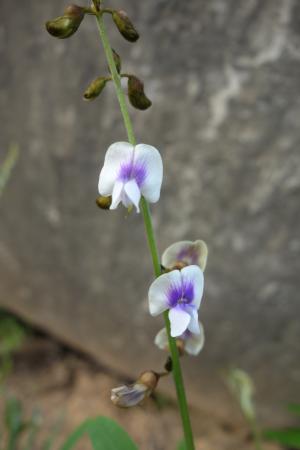 <a href="https://taieol.tw/muse/digi_object/9724b2fadc779471053cd43fabda3d8f" target="_blank">黃花鐵富豆／By：chiehliangchen／iNaturalist</a>