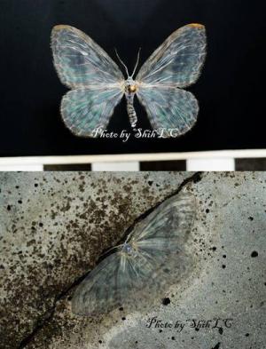 <a href="https://taieol.tw/muse/digi_object/7a7c5ea248b39ca0eeb8e99316abb1d7" target="_blank">紗鉤蛾／By：施禮正／臺灣蛾訊 MOTHS of Taiwan</a>