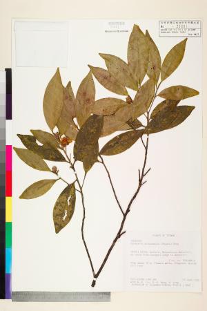 <a href="https://brmas.openmuseum.tw/muse/digi_object/4c635e1ee26c87d6b98cb3fa2e72b08b" target="_blank">烏皮茶／中央研究院生物多樣性研究博物館植物標本館 (HAST)</a>