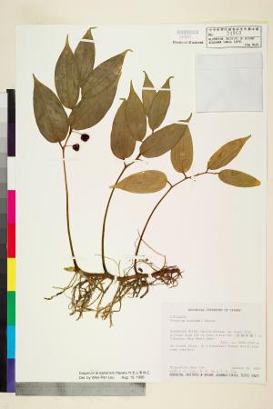 <a href="https://brmas.openmuseum.tw/muse/digi_object/4c6f66f68eb3317df282f1ce65718f48" target="_blank">阿里山假寶鐸花／中央研究院生物多樣性研究博物館植物標本館 (HAST)</a>