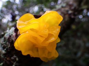 Tremella mesenterica(黃金銀耳)