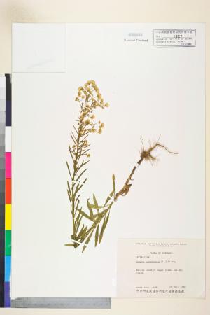 <a href="https://brmas.openmuseum.tw/muse/digi_object/4c7c0b3a57dcc0ca761fb1f240a76c0a" target="_blank">加拿大蓬／中央研究院生物多樣性研究博物館植物標本館 (HAST)</a>