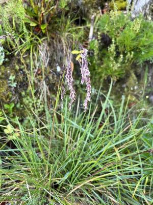<a href="https://taieol.tw/muse/digi_object/b076786e70480ff7dd06ad87a965c882" target="_blank">髮草／By：irelhua／iNaturalist</a>