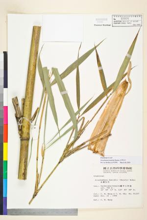 <a href="https://brmas.openmuseum.tw/muse/digi_object/4ca91ea42a2f42ce4f49c2b189aea0c2" target="_blank">台灣矢竹／中央研究院生物多樣性研究博物館植物標本館 (HAST)</a>