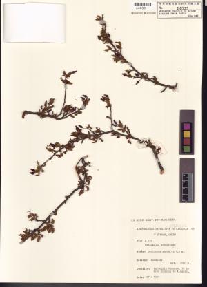 <a href="https://brmas.openmuseum.tw/muse/digi_object/4cc9196c5c37869f85a81c16e7afe451" target="_blank">華西小石積／中央研究院生物多樣性研究博物館植物標本館 (HAST)</a>