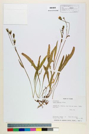 <a href="https://brmas.openmuseum.tw/muse/digi_object/4cffdaf0ff3b5cf02365a759199eaecf" target="_blank">細葉剪刀股／中央研究院生物多樣性研究博物館植物標本館 (HAST)</a>