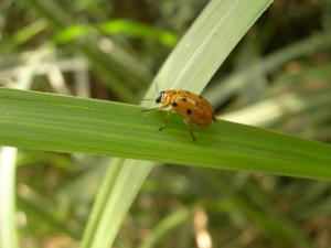 八星長筒金花蟲_陳厚潔_20100420_新北市石碇二格山_DSCN7512_c2667